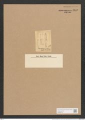 Pleurostauron frauenfeldianum Grun. (de-Toni-Nr.: Genus 7, Species 972) Zeichnungen Sammlung Grunow Nr. 1843 (NHMW-BOT-W0368776)